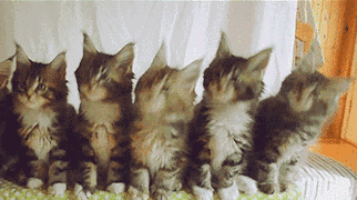 抖音一排猫咪摇头动态图表情包