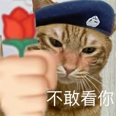 猫咪警察表情包-图2